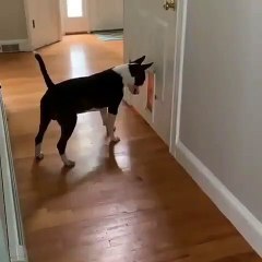 Essayez de ne pas exploser de rire !!! Ce bull-terrier a très peur d'un chat belliqueux