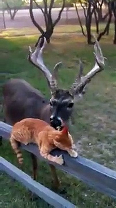 Vous allez adorer l'adorable amitié entre ce chat et ce cerf