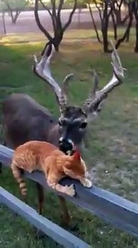Vous allez adorer l'adorable amitié entre ce chat et ce cerf