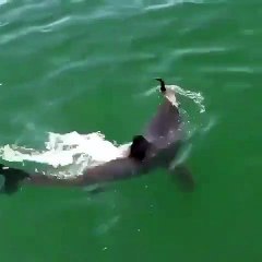 Insolite ! La joyeuse vidéo du jour ! un requin s'amuse comme un petit fou avec un canard