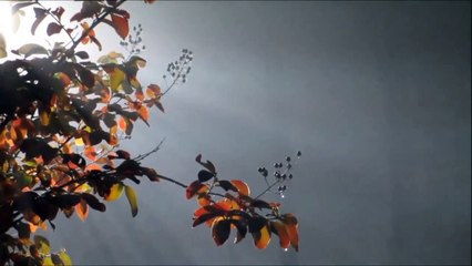 The Bobby Hammack Quartet - Foggy Mist (1955)