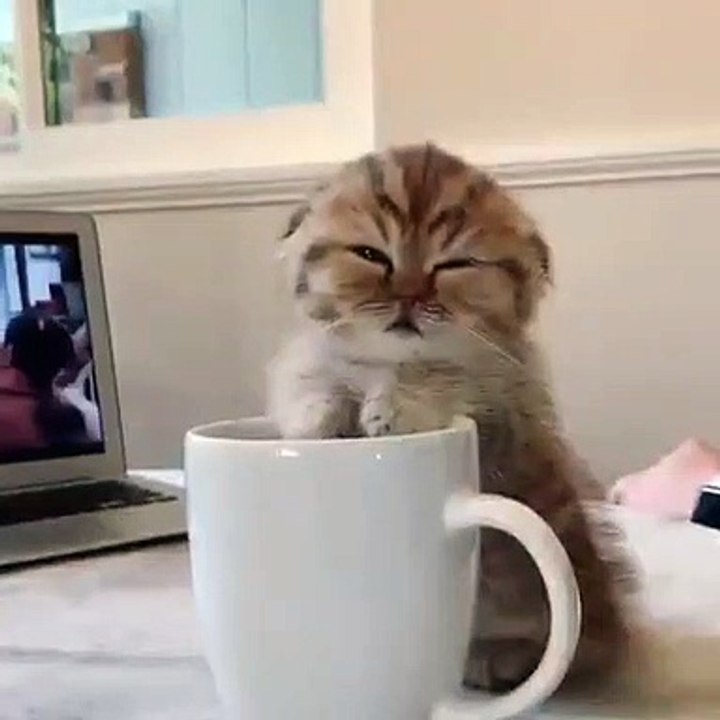 Encore endormi, ce chat devant une tasse de café... Une mine qui démontre qu'il n'est vraiment pas du matin.
