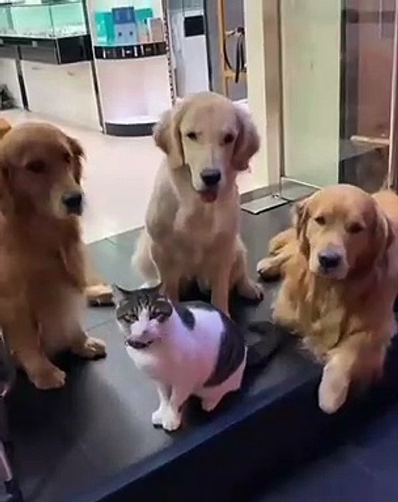 Quand un chat ne veut pas faire ami-ami avec des chiens, et que ces derniers veulent prendre la pose avec la star du jour... Rigolo