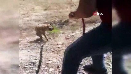 Havuza düşen kurdu itfaiye kurtardı