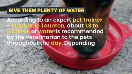 Stephanie Taunton | Tips To Keep Your Pets Safe In Summers