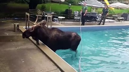Moose coaxed out of family's swimming pool after getting trapped