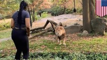 Smart woman climbs into zoo enclosure to taunt lion