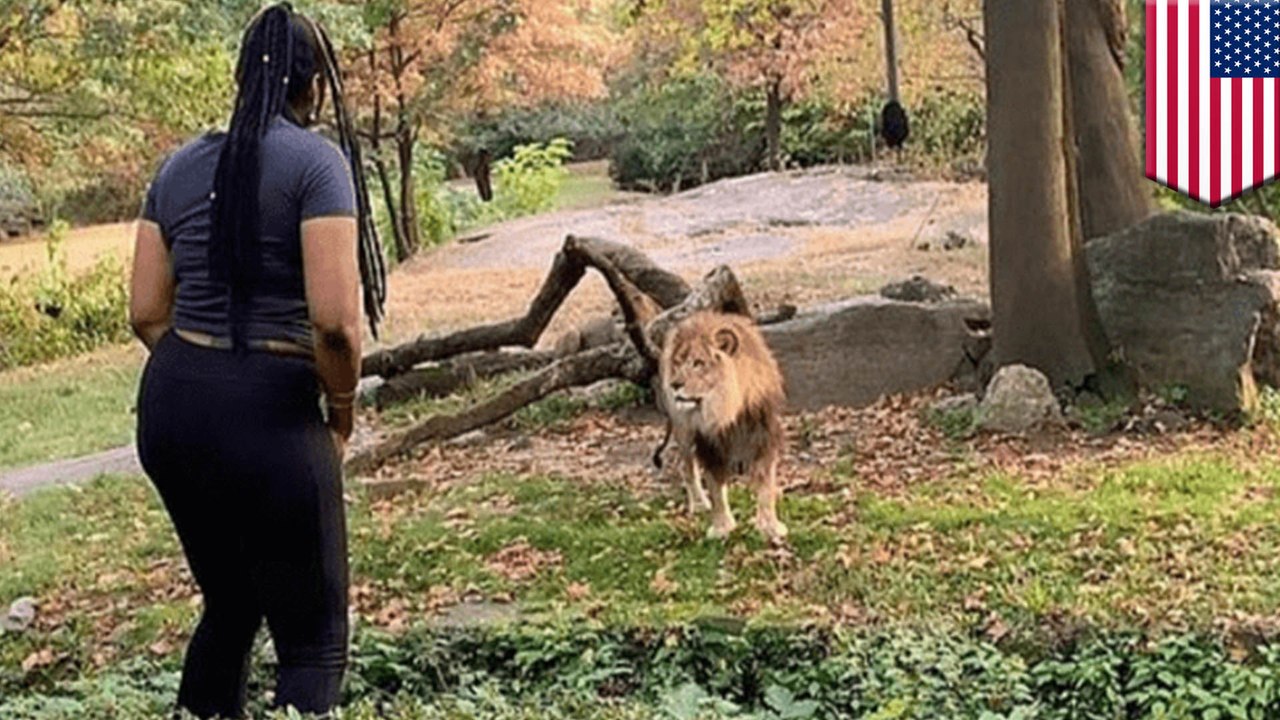 Smart woman climbs into zoo enclosure to taunt lion