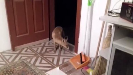 Şantiyenin davetsiz misafiri tilkiye iş insanı sahip çıktı