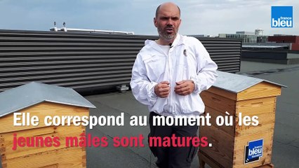 Le_BZZZ_de_la_semaine_18 - Y a-t-il une saison des amours chez les abeilles?