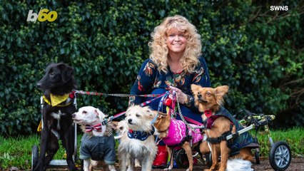 Woman Dubbed ‘Miracle Worker’ Because She Gets Disabled Dogs Back On Their Feet Again!