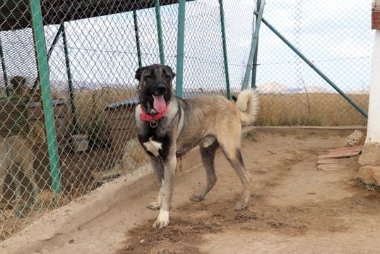 Hayvanları öldürene hapis yolu