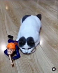 Attention cible en vue ! Ce chat et son ami soldat sont en pleine mission donc surveillez vos arriéres