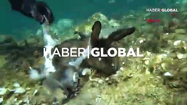 Çanakkale'de inanılmaz görüntüler... Ahtapot, tavşanı avlarken görüntülendi
