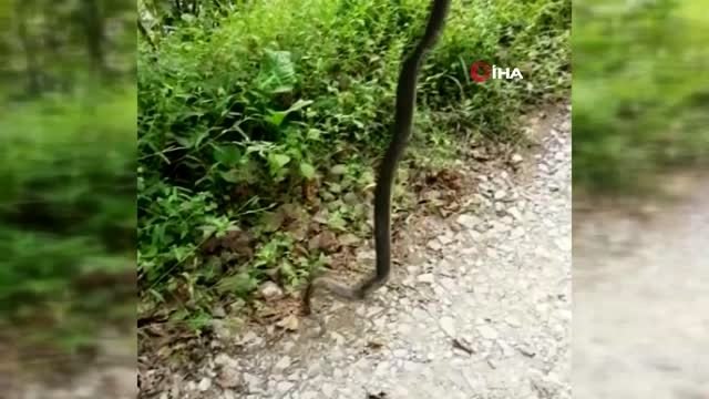 Bana dokunmayan yılan bin yaşasın dedi, öldürmeden doğaya bıraktı