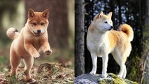 Shiba vs Akita - Dogs 101 | Funny Pet Videos