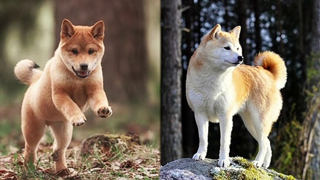 Shiba vs Akita - Dogs 101 | Funny Pet Videos