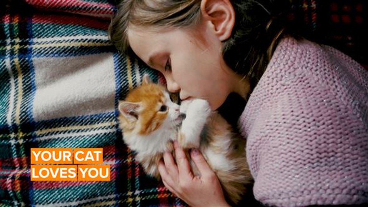 Study proves that cats get attached to their owners video Dailymotion