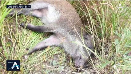 DMZ 멧돼지 사체서 돼지열병 바이러스 검출…북한 유입 가능성