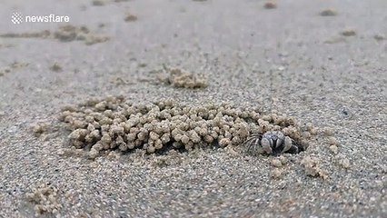 Thai ghost crab makes balls of sand on beach
