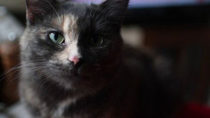 Cat escaped gas explosion