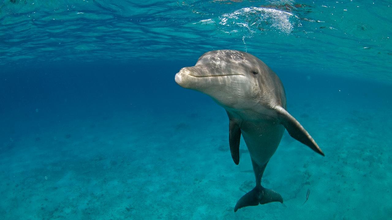 TripAdvisor Will No Longer Sell Tickets to SeaWorld or Any Attraction That Breeds Captive Whales or Dolphins