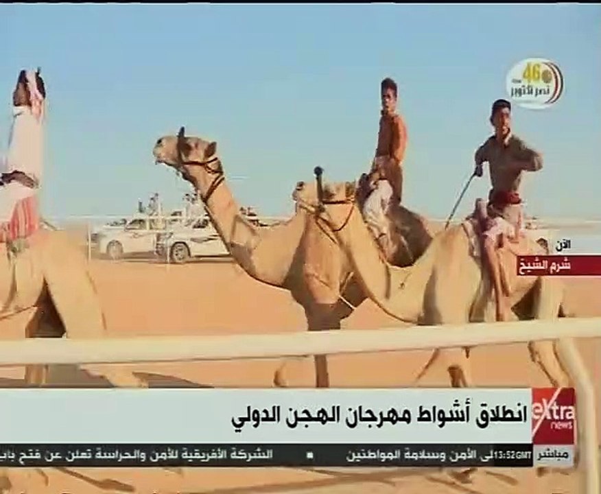 شاهد. انطلاق أشواط مهرجان الهجن الدولي فى مدينة شرم الشيخ