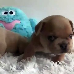 Choupinou ! Ce petit chiot va vous séduire, avec sa petite bouille