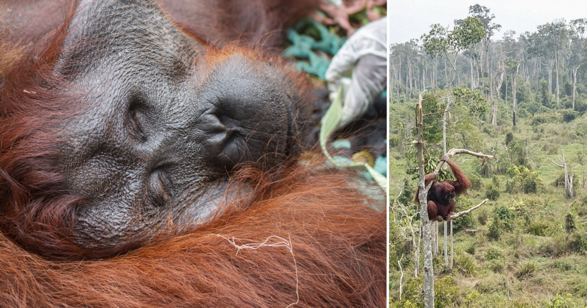 Stranded Orangutan Saved In Borneo