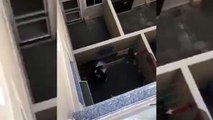 Vídeo mostra homem agredindo cachorro da raça Pug; ele foi preso