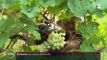 Italie : le territoire du prosecco classé à l'Unesco