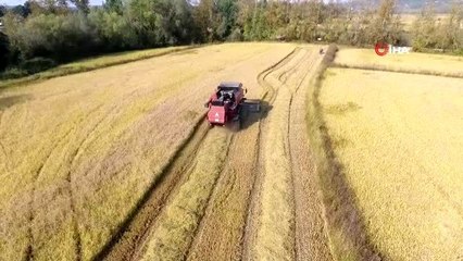 Sinop'ta çeltik hasadı havadan görüntülendi