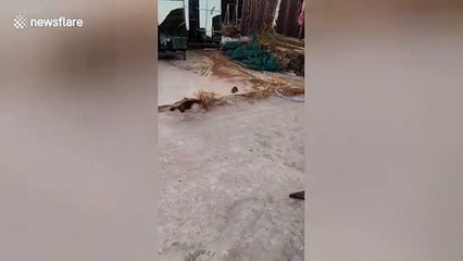 Bizarre footage shows brave rat relentlessly chase after cat in China