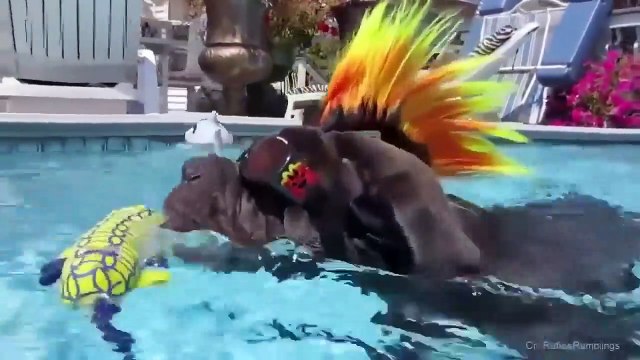 Videos de Gatinhos e cachorrinhos fofos! Vídeos engraçados e divertidos! Impossível não rir!