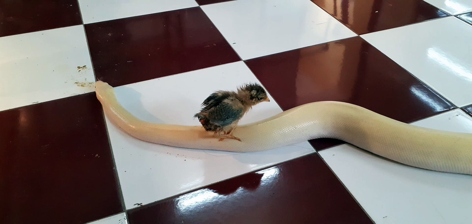 Snake Gives Chicken a Ride