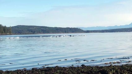 Beautiful Dolphin Pod Sighting in the Bay