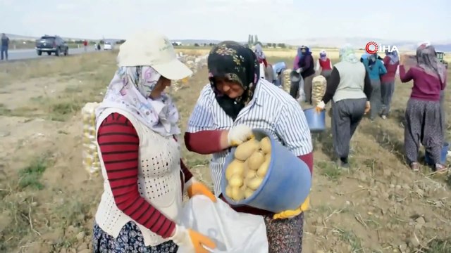 Vali Tutulmaz Patates Tarlasında Traktörün Direksiyonuna Geçerek Çift Sürdü