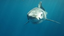 KISS dará el primer concierto para grandes tiburones blancos