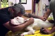 A despedida entre um homem e o seu cão após 14 anos juntos