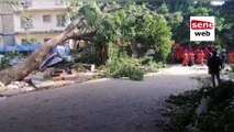 Dégâts des fortes pluies d'hier : Opération d'abattage d'arbres aux alentours de l'Assemblée nationale