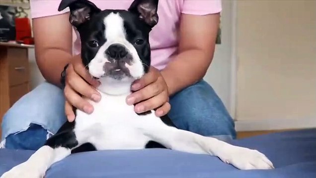 Ce chien adore les massages !