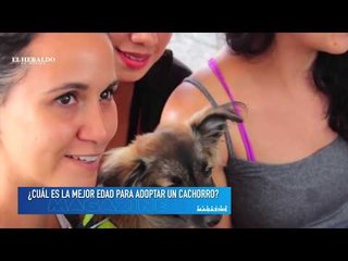 ¡Adopta a un perrito y cambia su vida!
