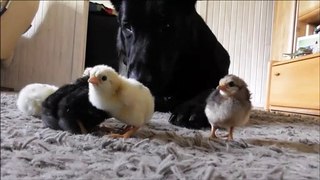 German Shepherd sweetly watches over newborn chicks