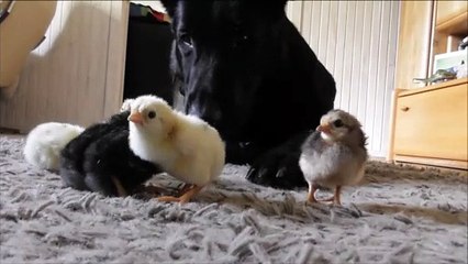 German Shepherd sweetly watches over newborn chicks