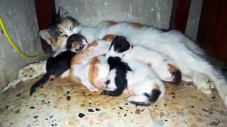 Kitty Feeds Milk 6 Born Babies