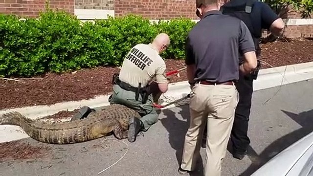 Regardez ce qu'ils découvrent dans un buisson en floride, USA... Gros alligator