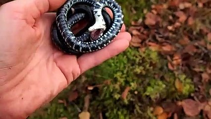 Ce petit serpent a une technique incroyable pour qu'on le laisse tranquille!