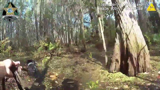 Suivez ce chien policier qui piste un suspect dans un marécage !