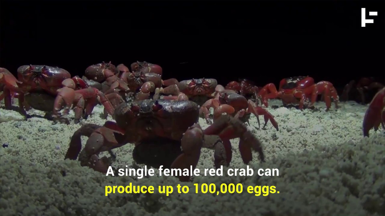 The Christmas Island Miracle: The Migration of the Bright Red Crab