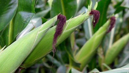 Sonhar com plantação de milho, o que significa_
